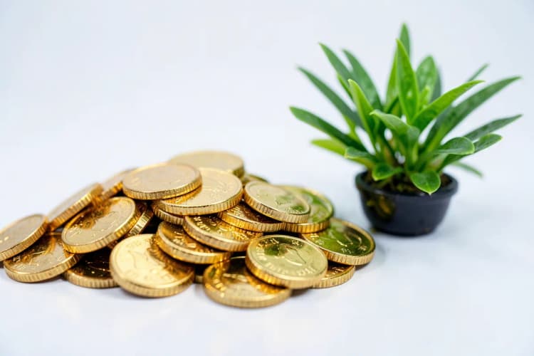 Uma pilha de moedas de ouro com uma planta crescendo ao lado, em fundo cinza.